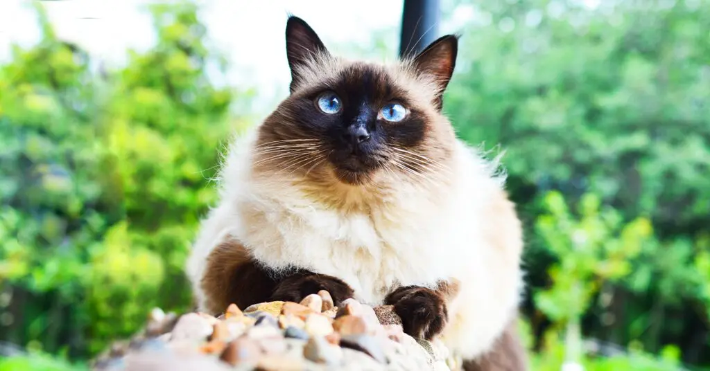Balinese Cat A Balinese cat on top of rocks