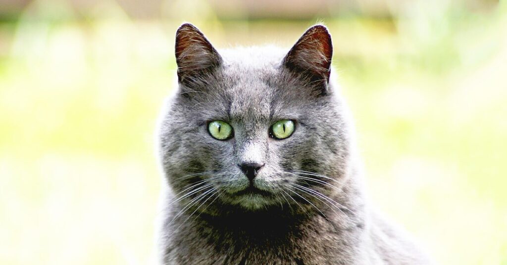 russian-blue_hypoallergenic-cat-breeds