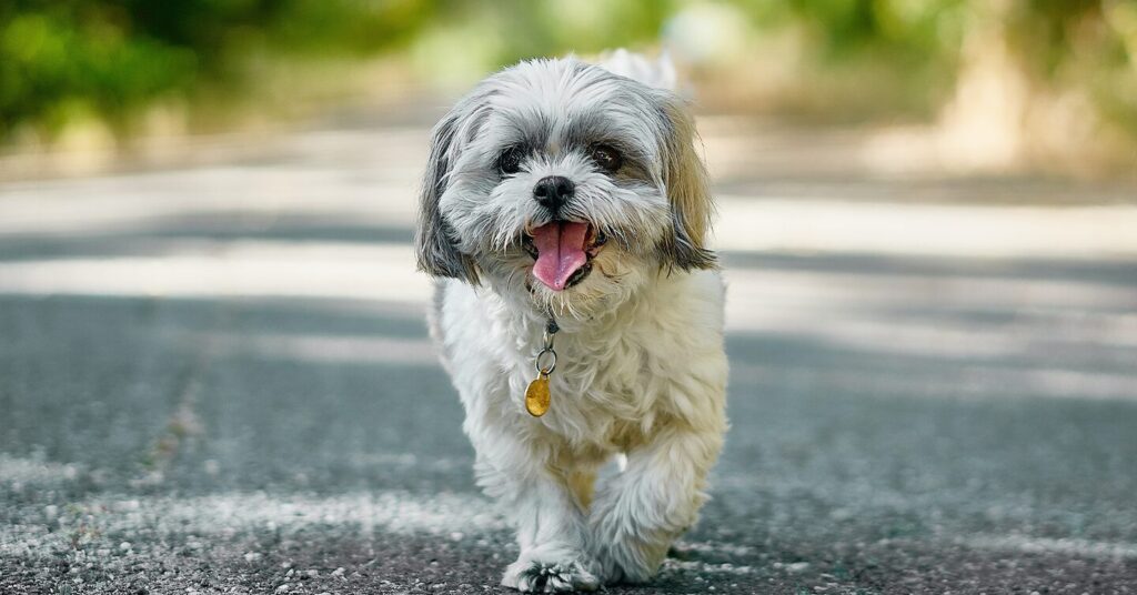 shih-tsu-running