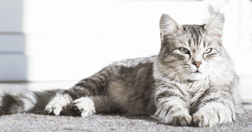 siberian-cat_hypoallergenic-cat-breeds