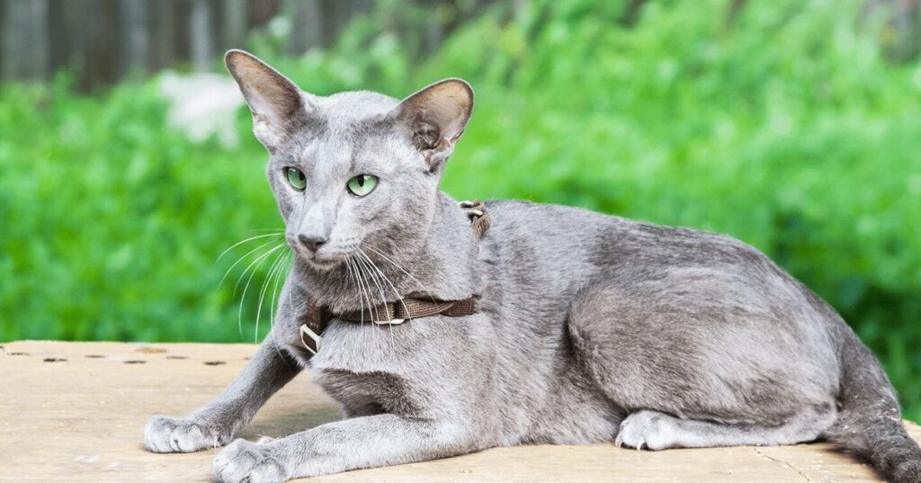 oriental-shorthair_hypoallergenic-cat-breeds