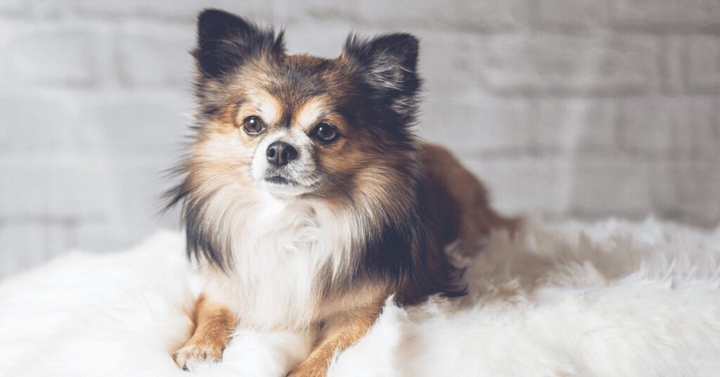 Chihuahuas low maintenance dog