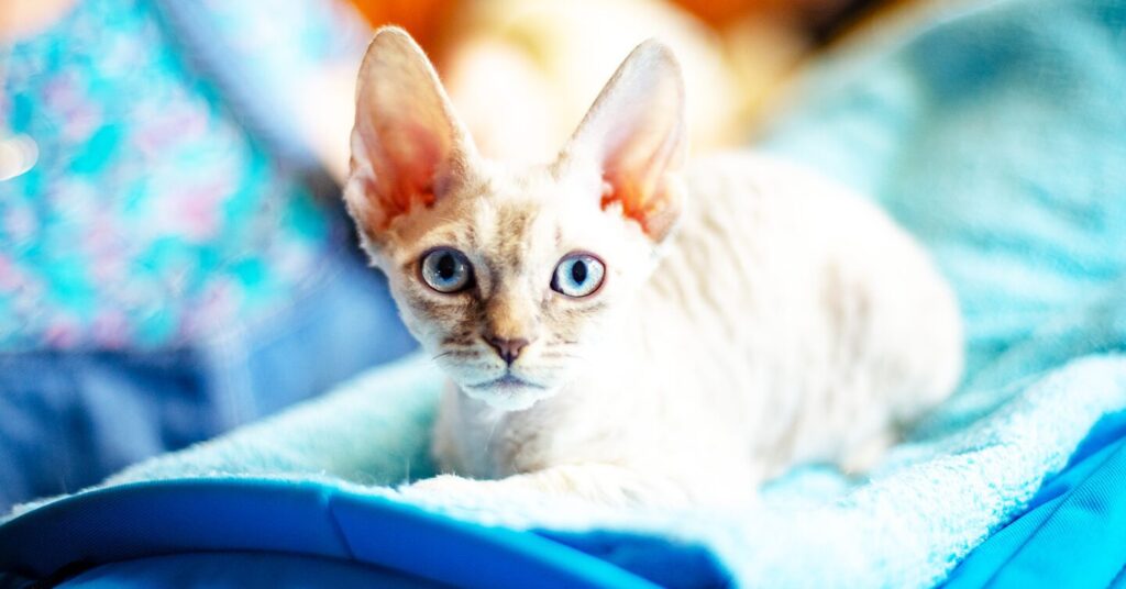 cornish-rex_hypoallergenic-cat-breeds