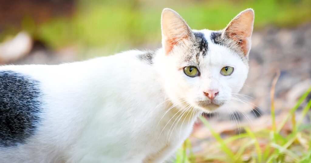 javanese-cat_hypoallergenic-cat-breeds