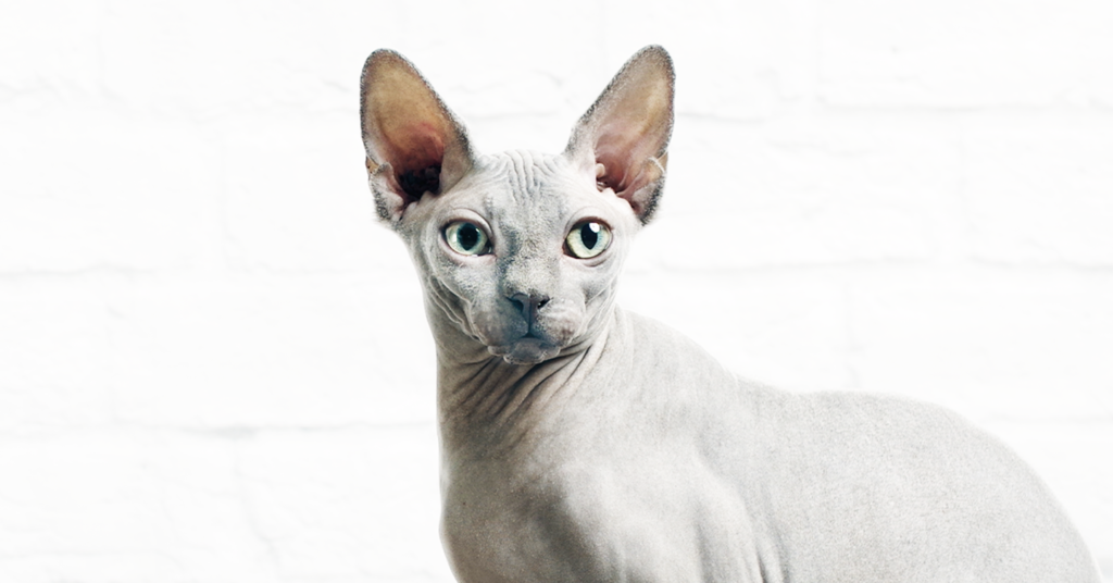 A Sphynx cat in front of a white wall