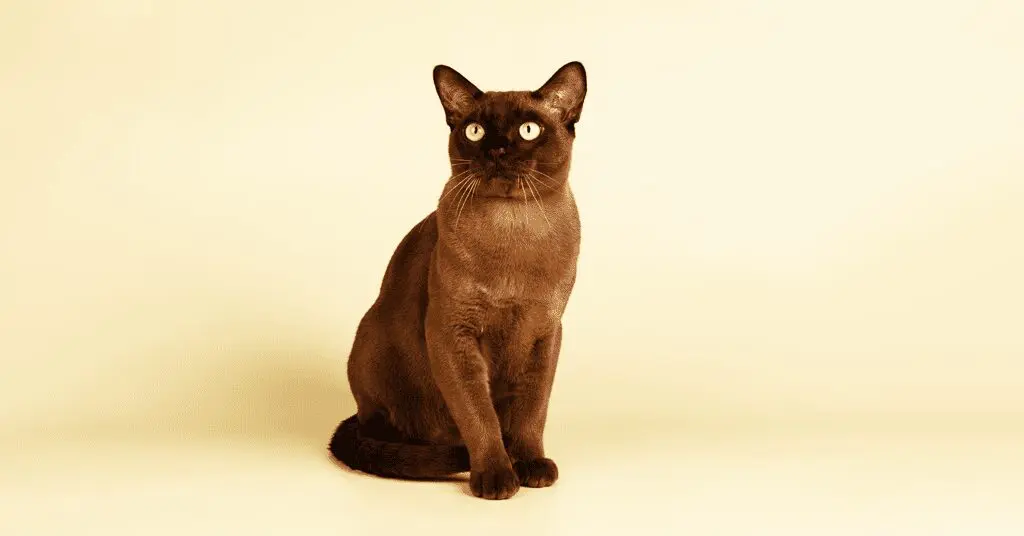 burmese-cat_hypoallergenic-cat-breeds
