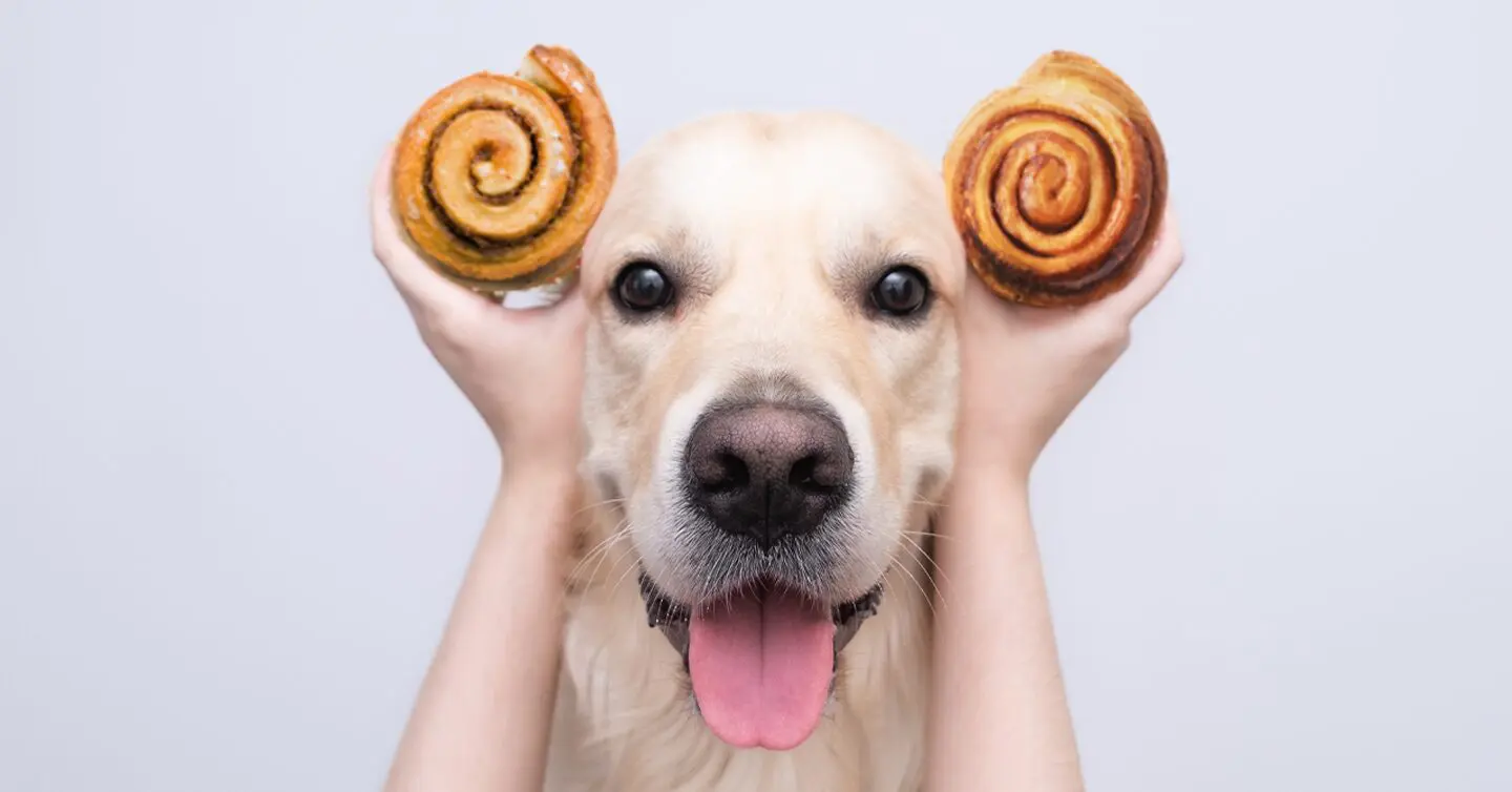 can-dogs-eat-cinnamon