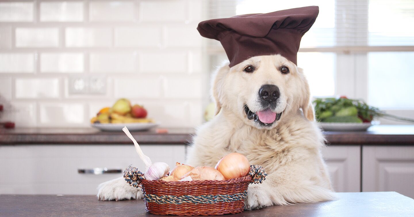 can dogs eat onions symptoms