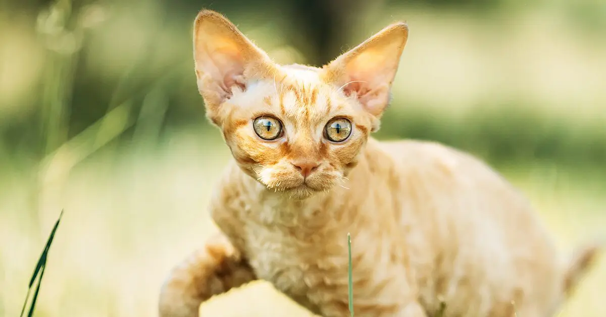 Jersey Kitten Named Cat Champ, Doesn't Care