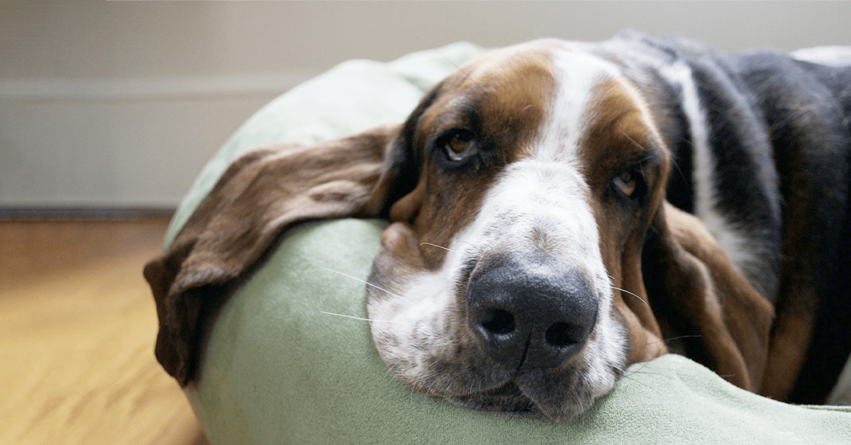 are finnish hound good with kids