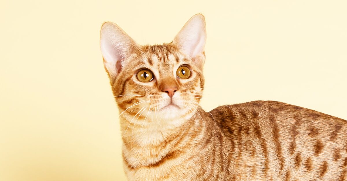 A Cat's Personality - FOUR PAWS International - Animal Welfare