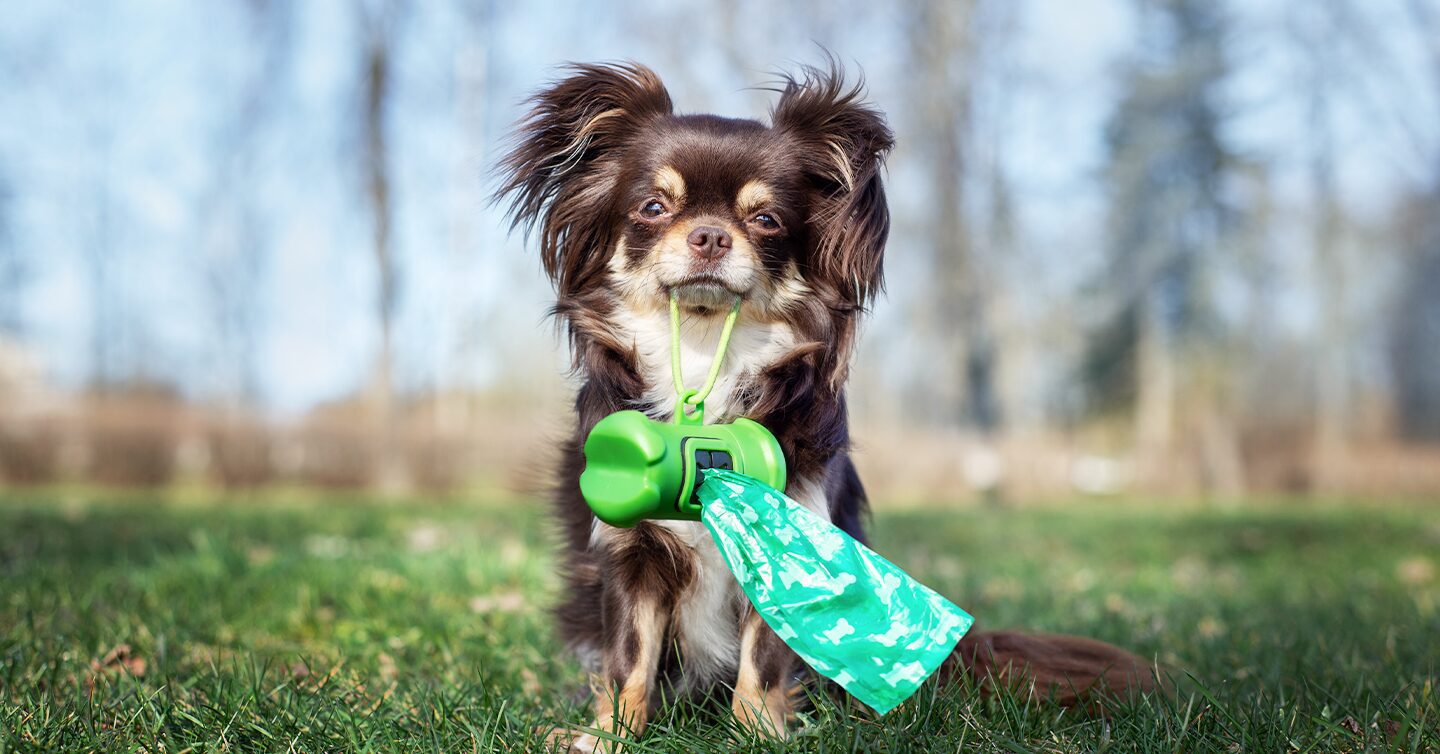 why do dogs eat poop from litter box