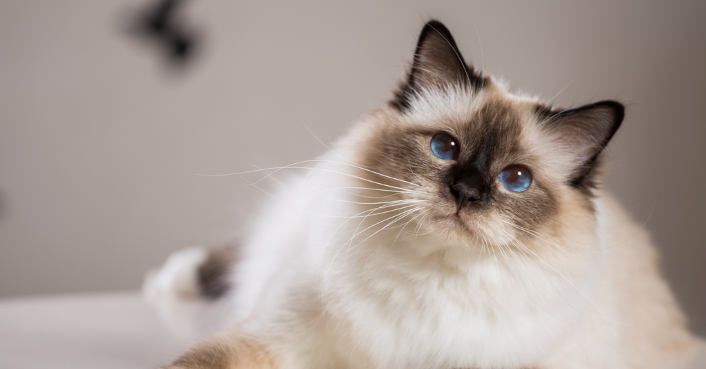 cute birman cat with blue eyes