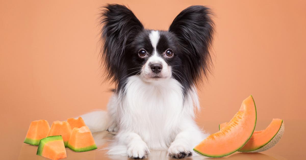 can dogs eat cantaloupe skin