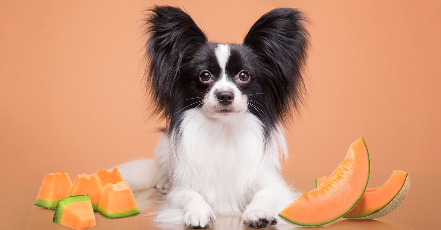 are dogs allowed to eat watermelon