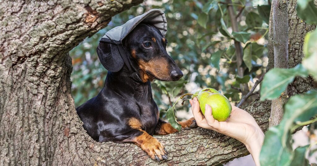 Can Dogs Eat Pears? Nutritional Insights — Pumpkin®