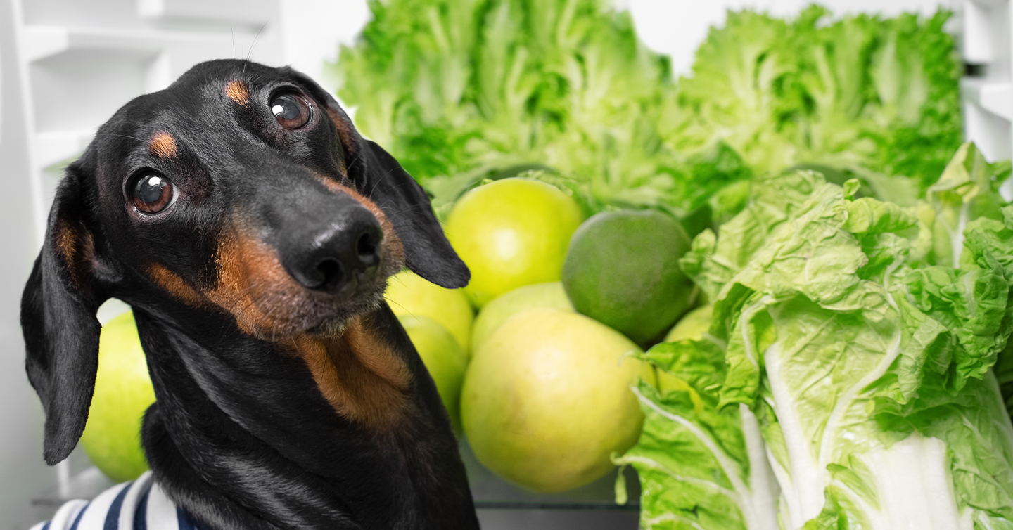 Can Dogs Eat Lettuce? Yes – And It's Good for Them