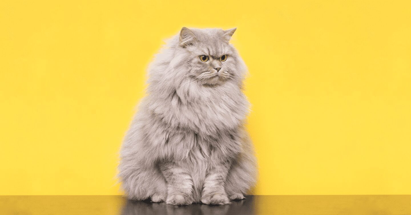 Meet 8 Of The Fluffiest Cat Breeds On Earth 