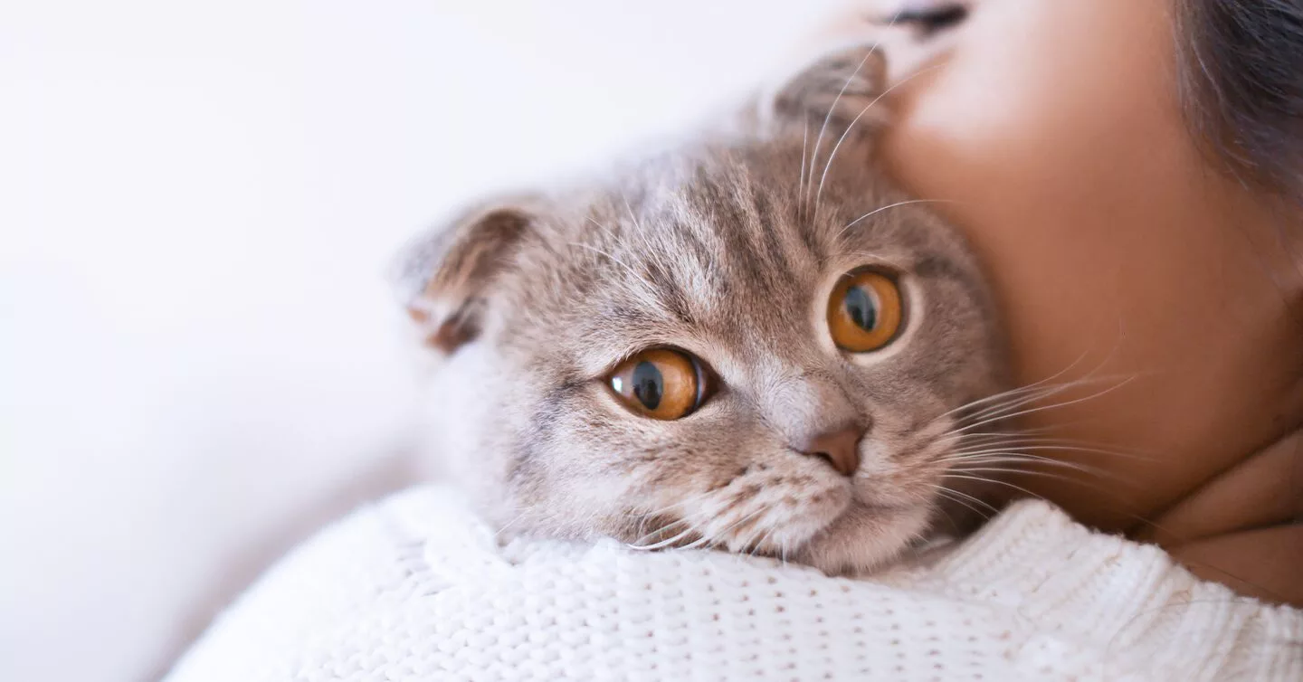 Cats Recognizes Names of Felines in the Same Household, Study Finds