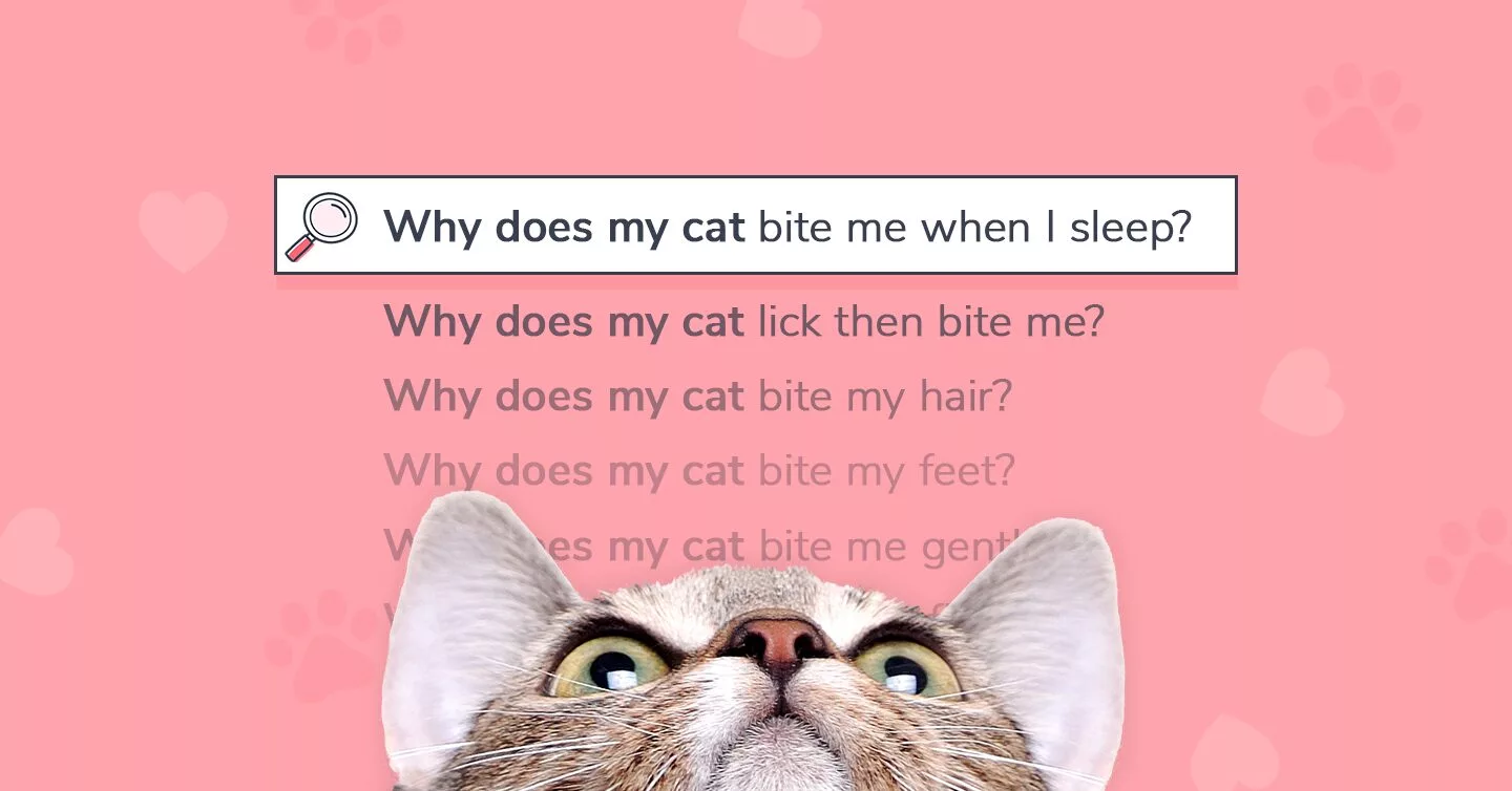 Why do cats meow? 5 reasons you can't ignore