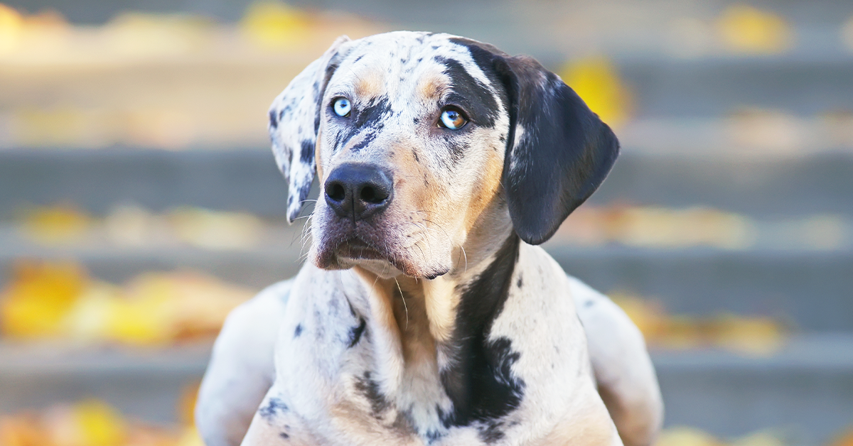 crate training a catahoula leopard dog