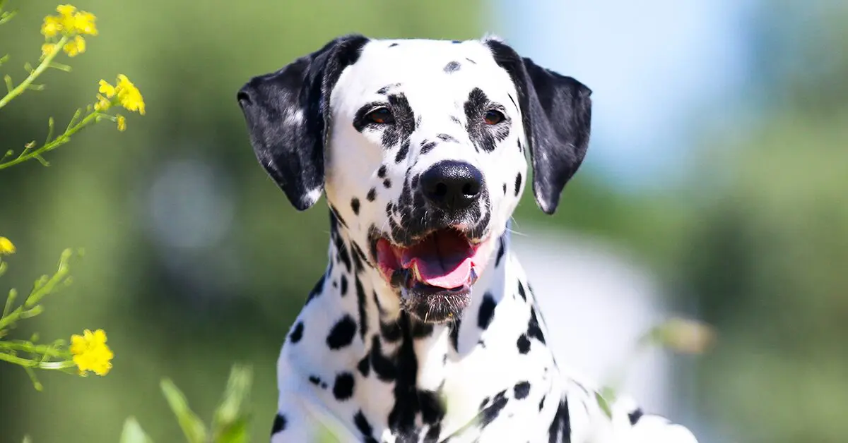do dalmatian puppies have spots