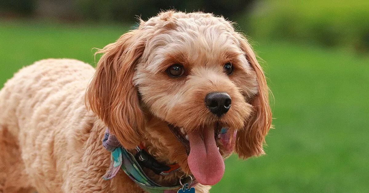 19 Amazing Facts About Goldendoodles — Pumpkin®