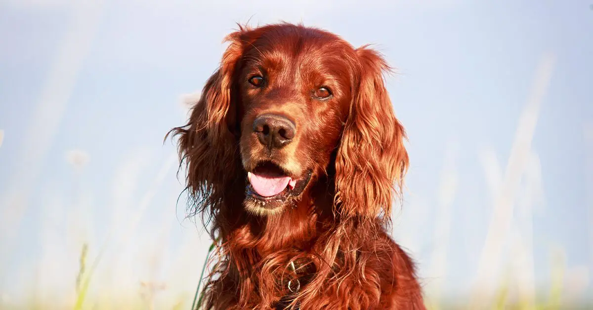 a non typical irish setter can get how big