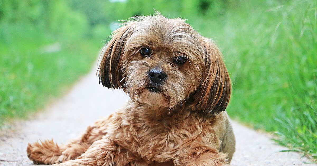 Do Lhasa Apsos Shed Hair  Lhasa Apso Owner