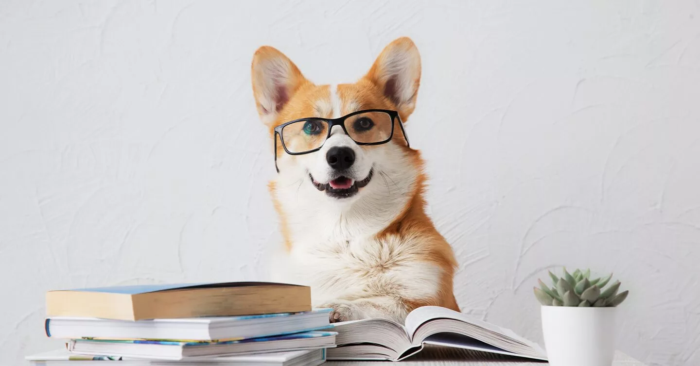 Top 5 Smartest Dog Breeds, Intelligent Dog Breeds