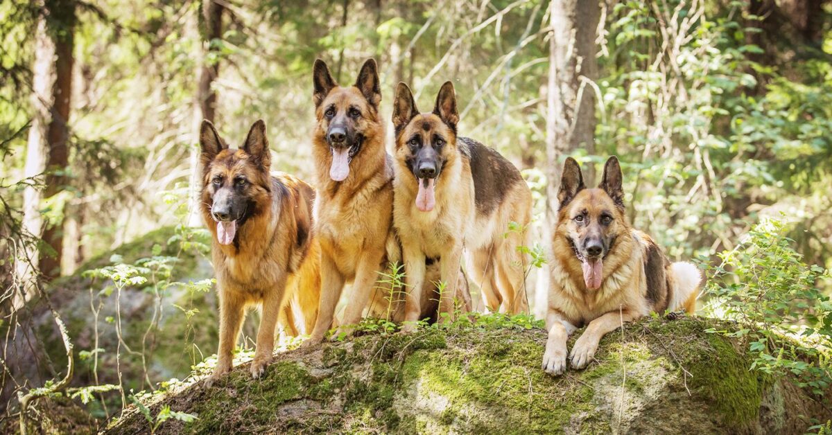 can 2 male german shepherds live together