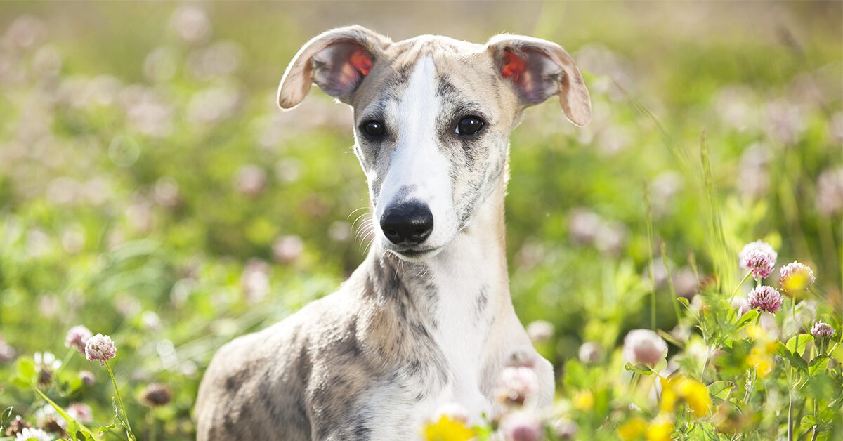 a dog breed called whippet