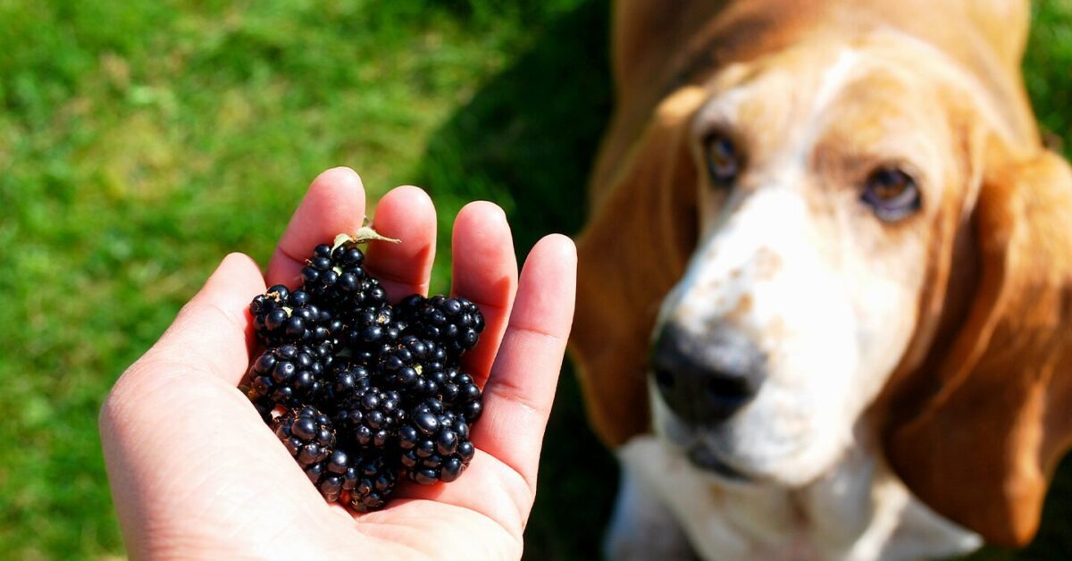 are wild blackberries bad for dogs