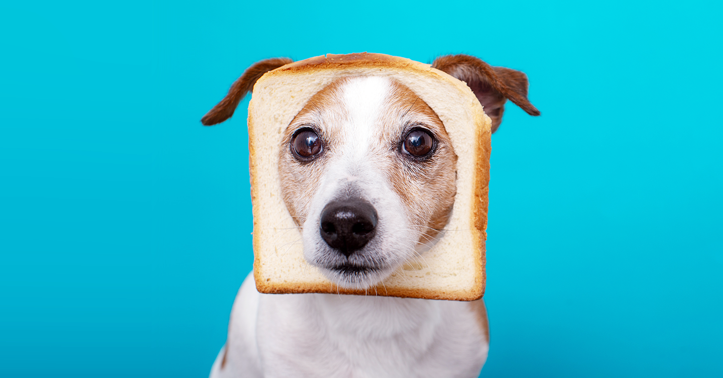 Can Dogs Eat Bread? Yes – But Should They? - Pumpkin®