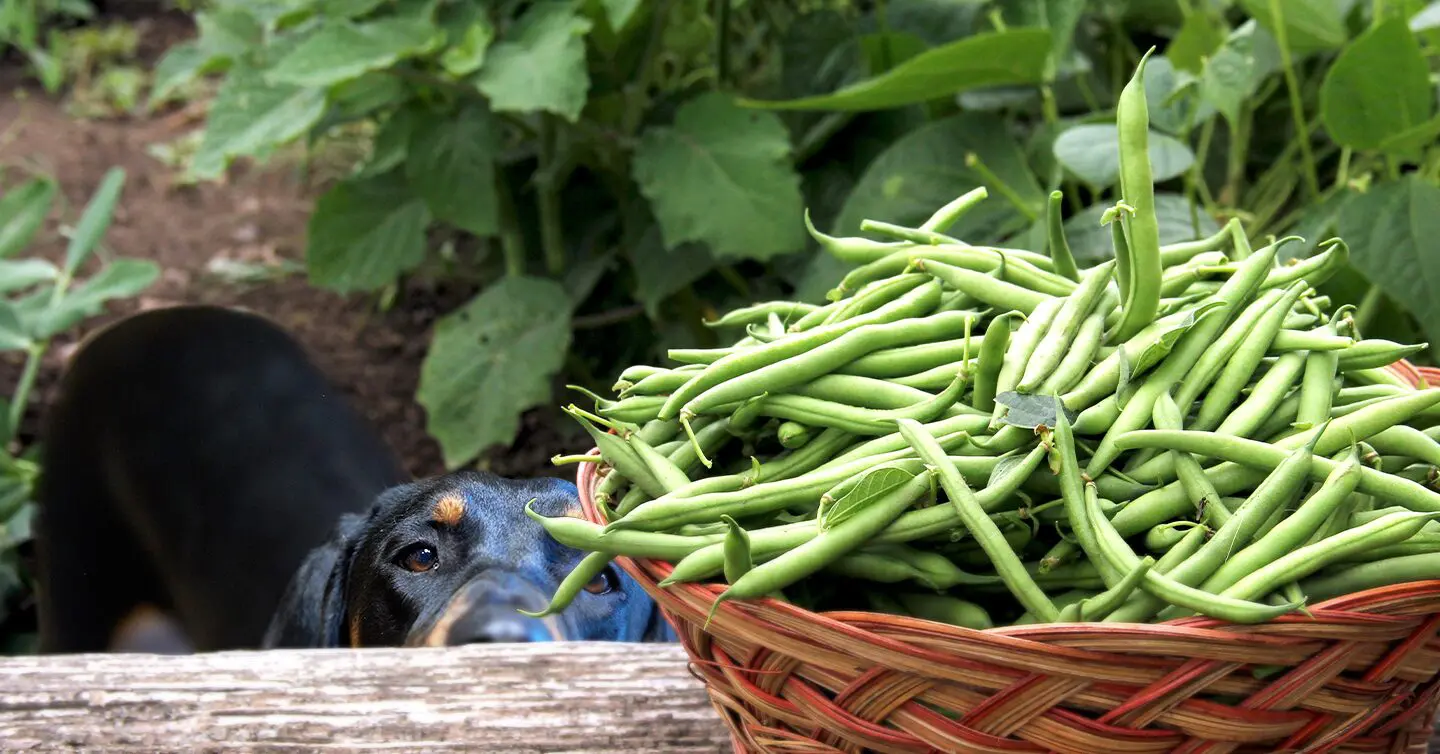are frozen green beans safe for dogs