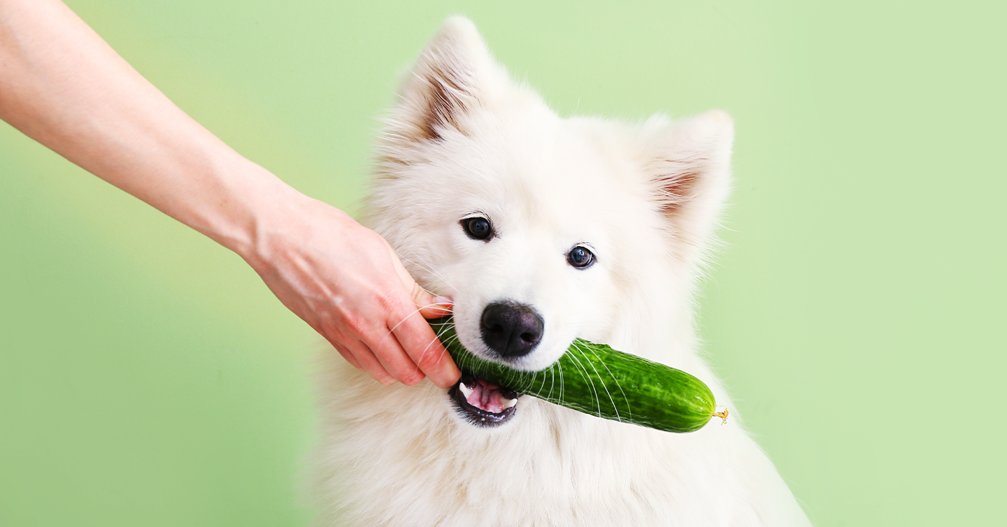 are sweet pickles good for dogs