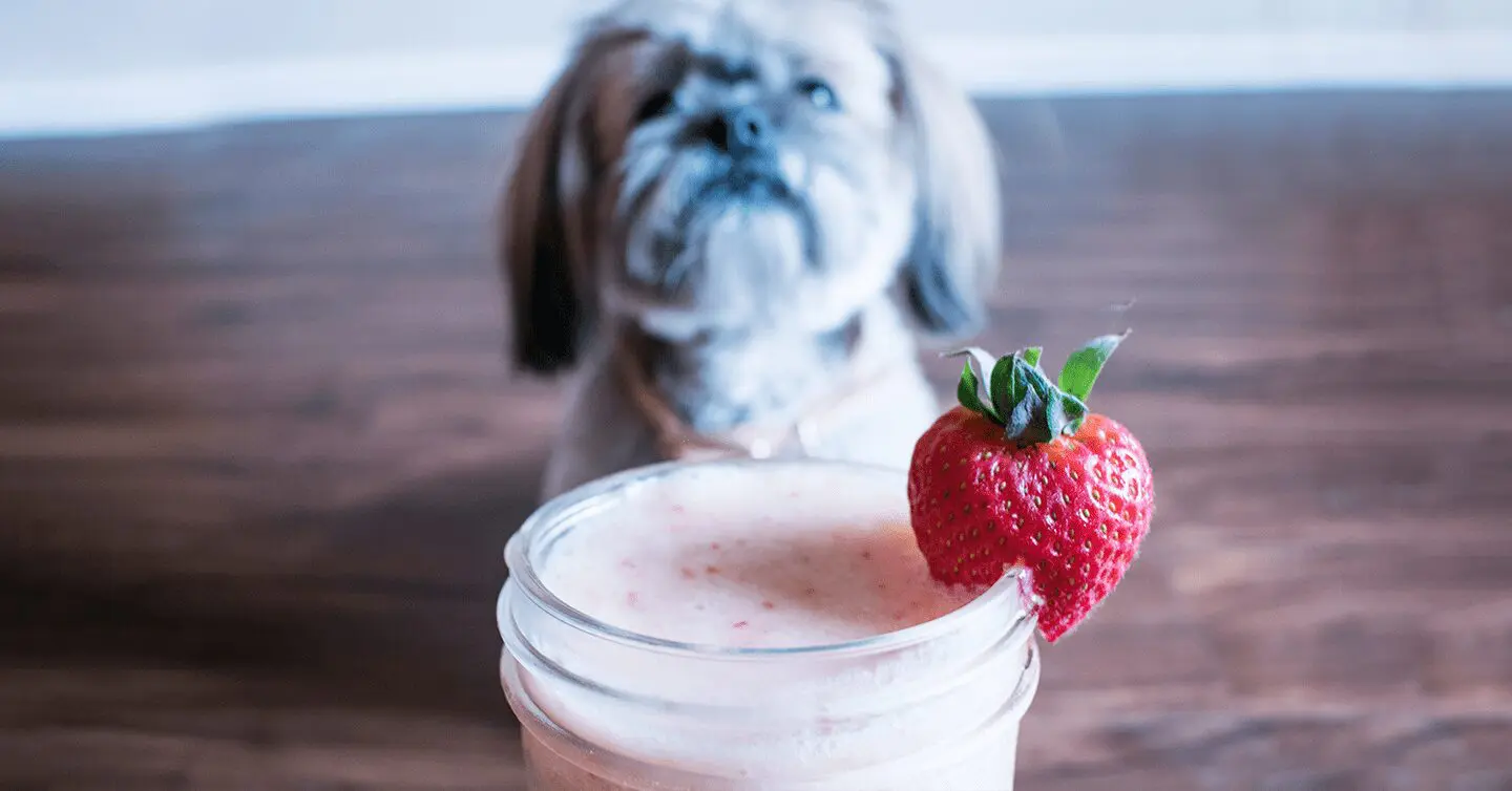 Can Dogs Safely Enjoy Strawberry Milkshakes?