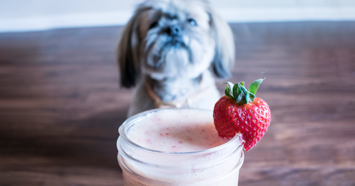 is yogurt good for shih tzu