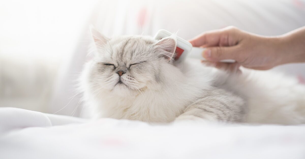 The 15 Best Cat Brushes - Pumpkin®