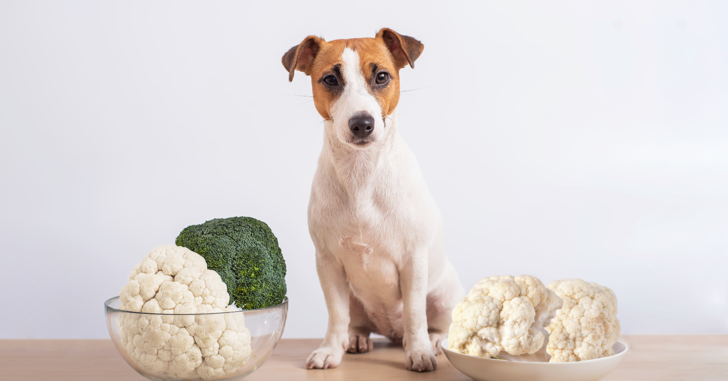 can dogs eat broccoli or cauliflower