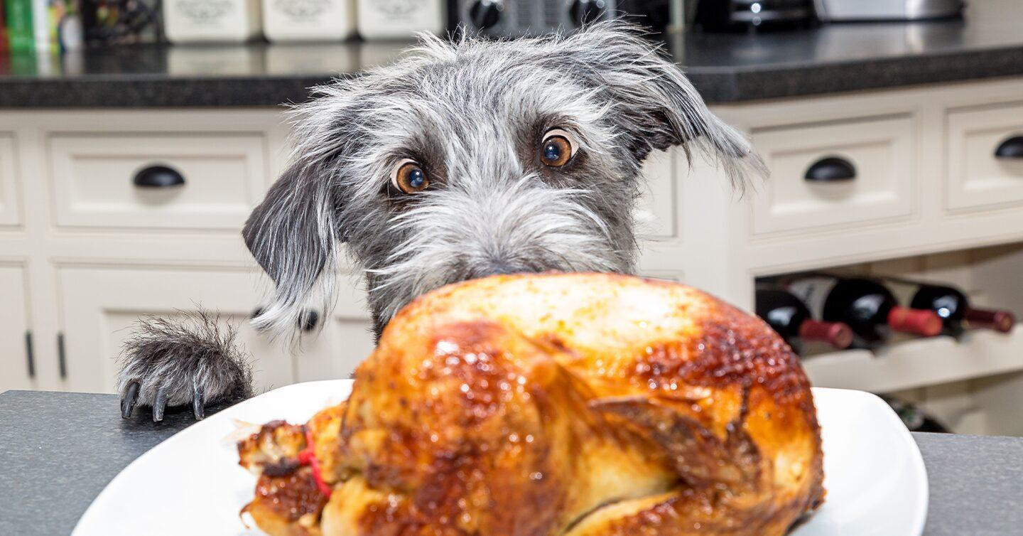 Thanksgiving Foods Your Dog Can and Can't Eat