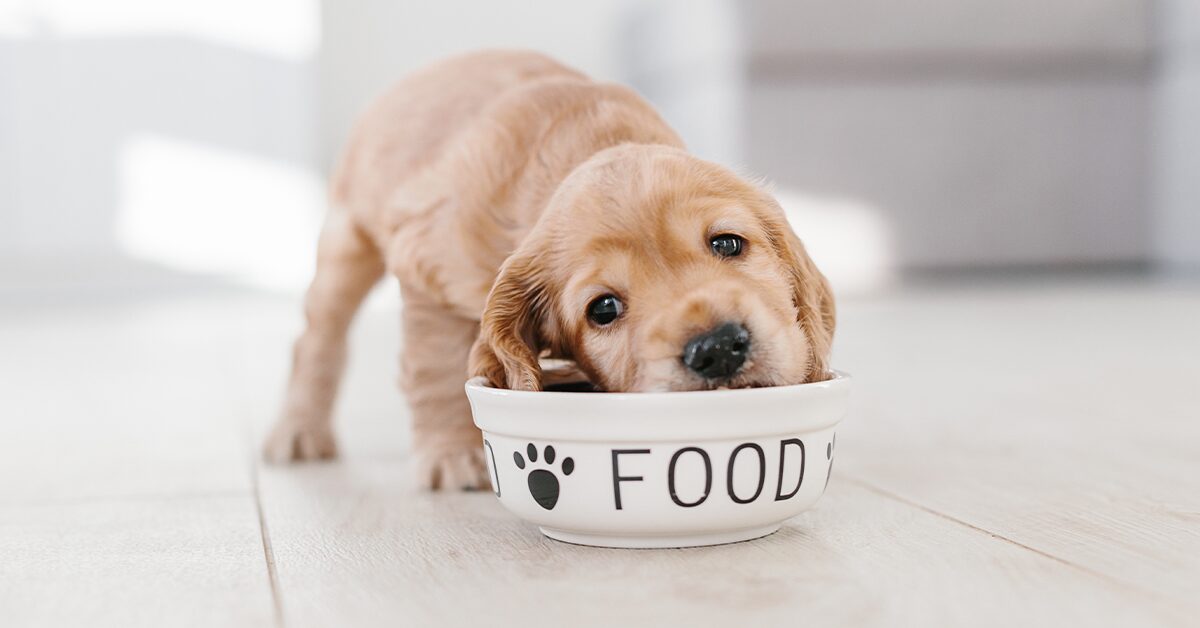 Ultimate Guide To 2022's Best Puppy Food - Pumpkin®