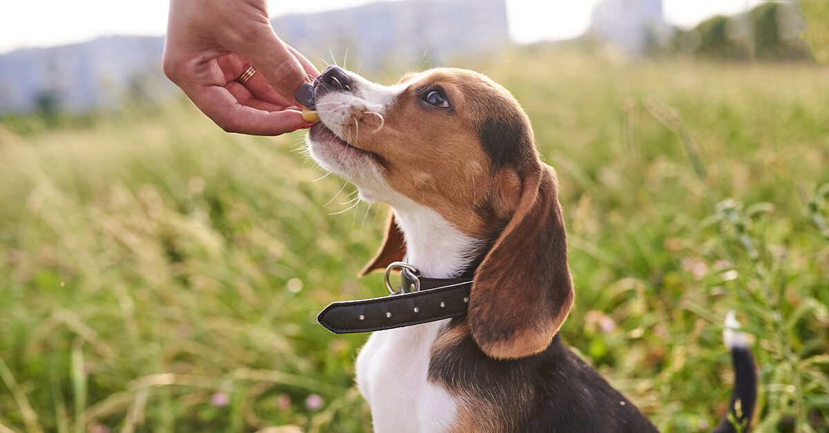 what is the best treat for dog training