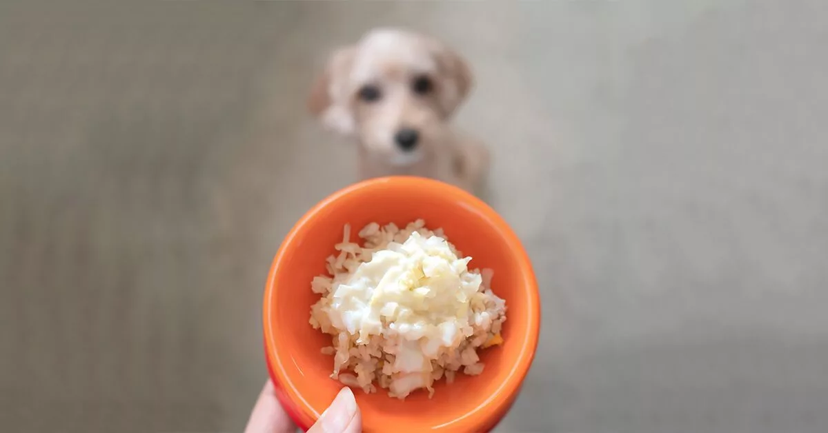 https://www.pumpkin.care/wp-content/uploads/2021/09/can-dogs-eat-rice-jpg.webp