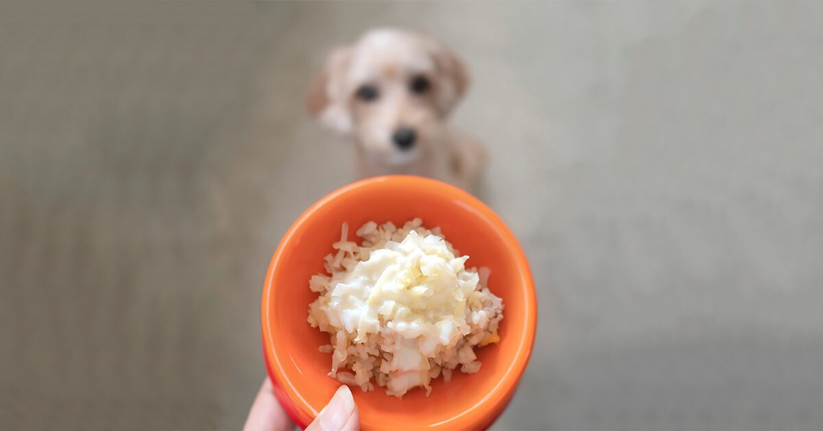 can chihuahua puppies eat rice?
