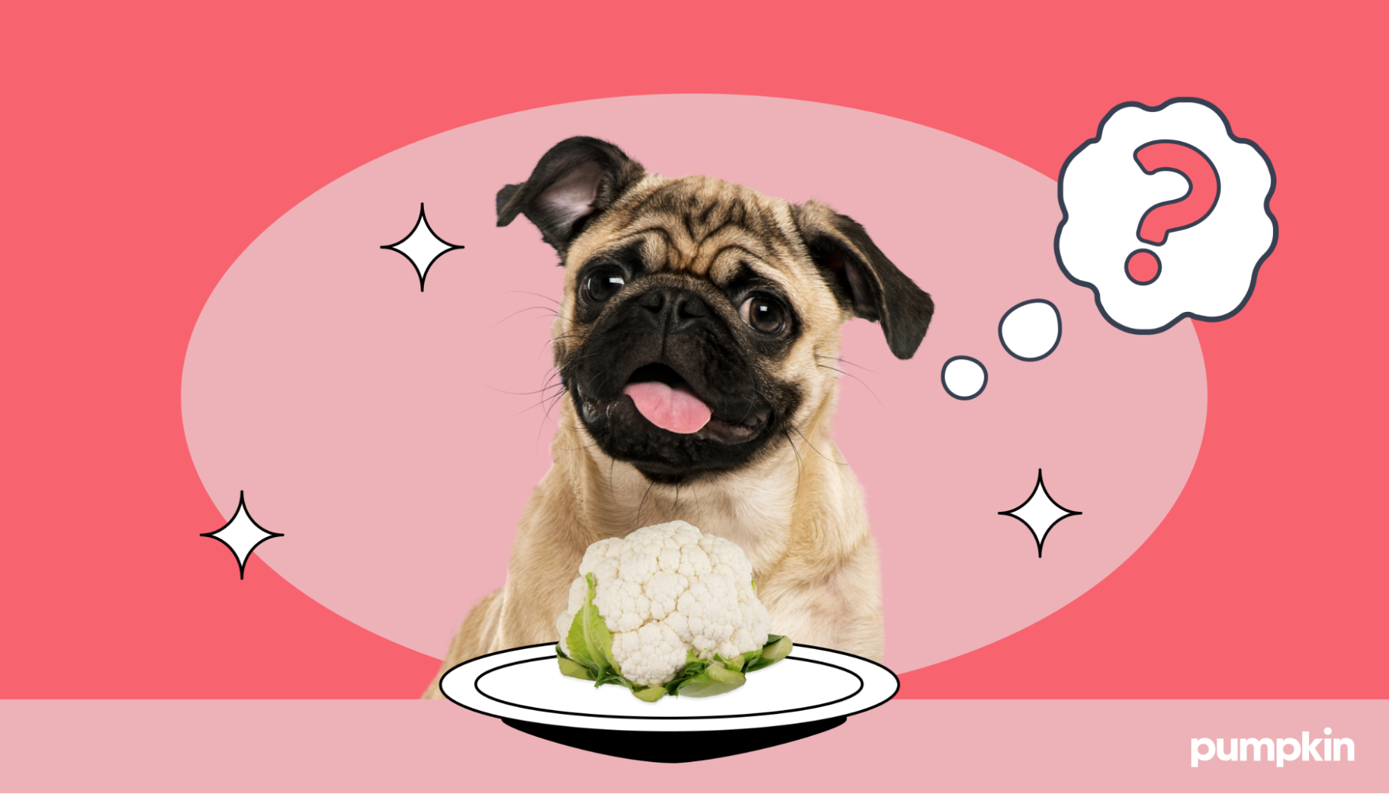 A pug sitting next to a plate of cauliflower and a question mark