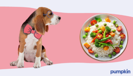 A a dog next to a meal of rice, vegetables, and meat
