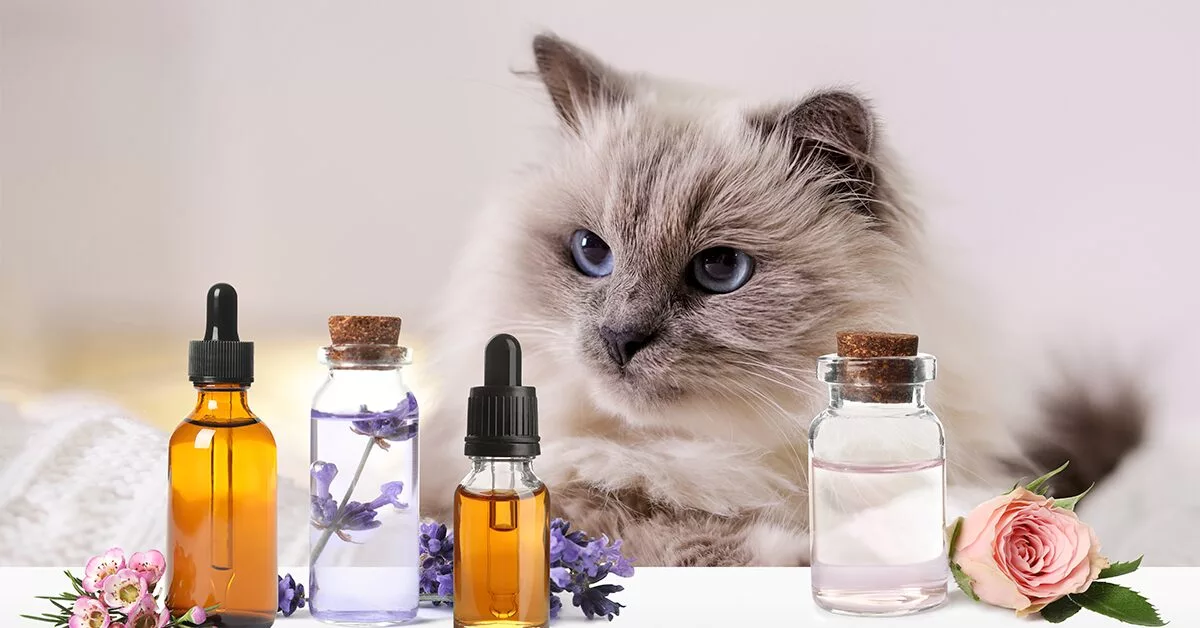 Is Vanilla Essential Oil Safe for Dogs? Exploring the Safe Use of