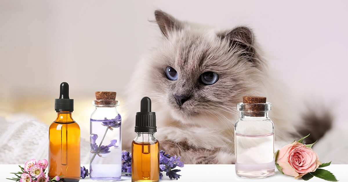 Are Essential Oils Safe for Cats? Rarely – It's Best to Avoid Them -  Pumpkin®