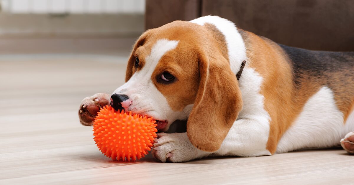 Long Pumpkin Frozen Dog Toys for Teething, Freezable Dog Treat